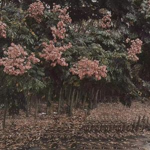 加勒比高清无码
